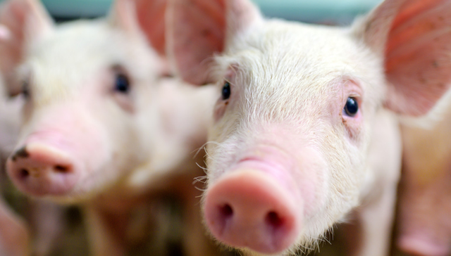 平安中证畜牧养殖ETF,养殖ETF,平安中证畜牧养殖交易型开放式指数证券投资基金,516760,51