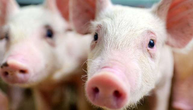 华夏中证农业主题ETF,农业,华夏中证农业主题交易型开放式指数证券投资基金,516810,51681