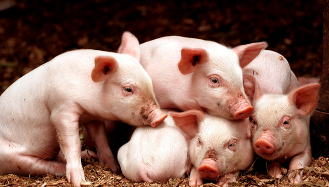 平安中证畜牧养殖ETF,养殖ETF,平安中证畜牧养殖交易型开放式指数证券投资基金,516760,51