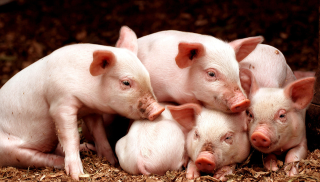 从两要素、四阶段出发，化繁为简看猪周期投资规律