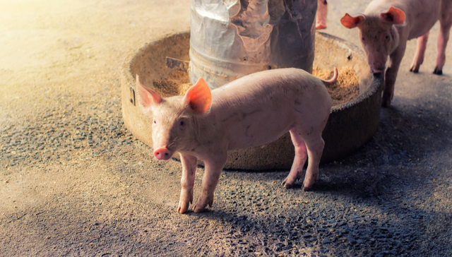 平安中证畜牧养殖ETF,养殖ETF,平安中证畜牧养殖交易型开放式指数证券投资基金,516760,51