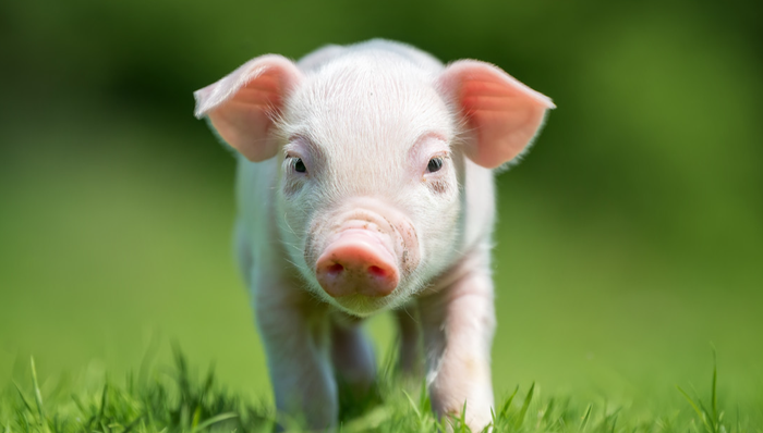 华夏中证农业主题ETF,农业,华夏中证农业主题交易型开放式指数证券投资基金,516810,51681