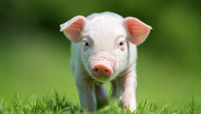 嘉实中证大农业ETF,农业ETF,嘉实中证大农业交易型开放式指数证券投资基金,516550,5165