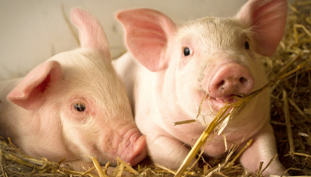 畜牧ETF,鹏华中证畜牧养殖交易型开放式指数证券投资基金,159867,159867.SZ,中证畜牧