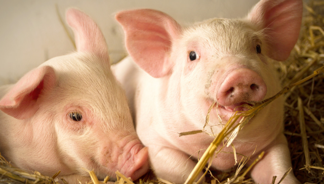 华夏中证农业主题ETF,农业,华夏中证农业主题交易型开放式指数证券投资基金,516810,51681