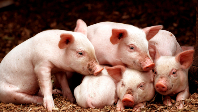 华夏中证农业主题ETF,农业,华夏中证农业主题交易型开放式指数证券投资基金,516810,51681