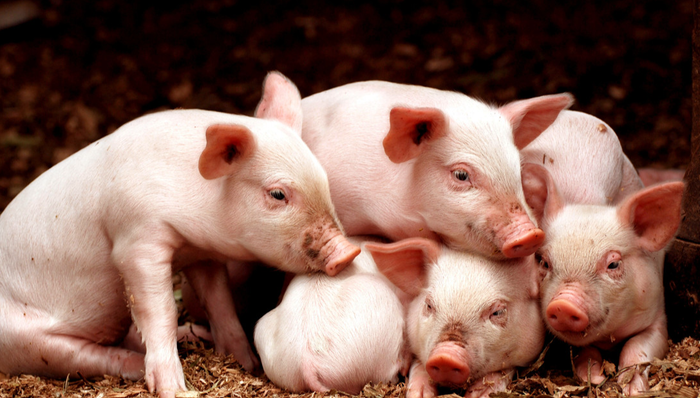 华夏中证农业主题ETF,农业,华夏中证农业主题交易型开放式指数证券投资基金,516810,51681