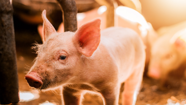 平安中证畜牧养殖ETF,养殖ETF,平安中证畜牧养殖交易型开放式指数证券投资基金,516760,51