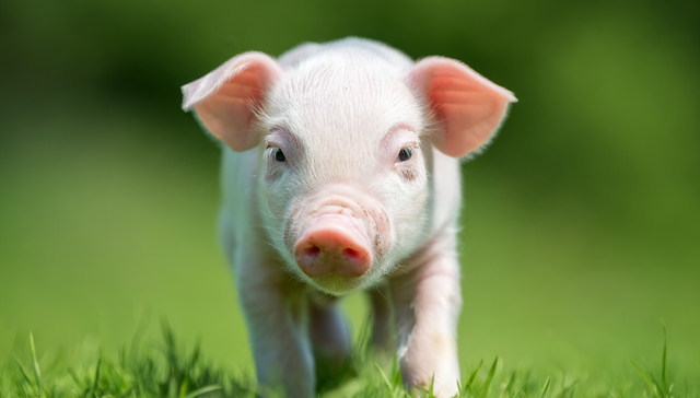 华夏中证农业主题ETF,农业,华夏中证农业主题交易型开放式指数证券投资基金,516810,51681