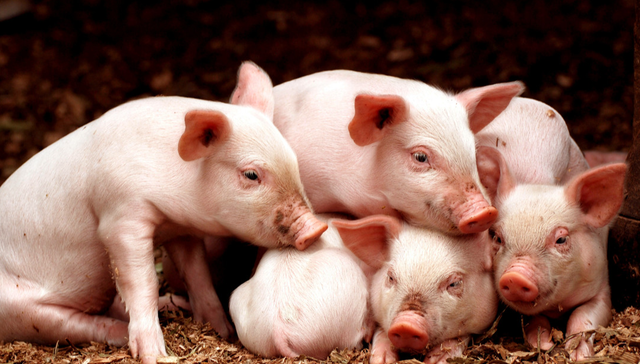 华夏中证农业主题ETF,农业,华夏中证农业主题交易型开放式指数证券投资基金,516810,51681