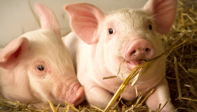 华夏中证农业主题ETF,农业,华夏中证农业主题交易型开放式指数证券投资基金,516810,51681