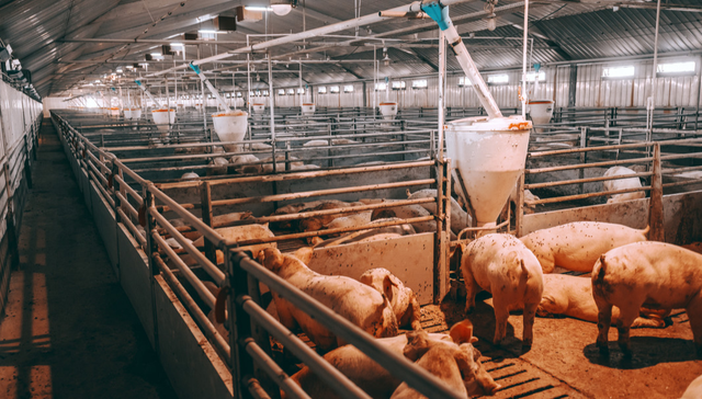 平安中证畜牧养殖ETF,养殖ETF,平安中证畜牧养殖交易型开放式指数证券投资基金,516760,51