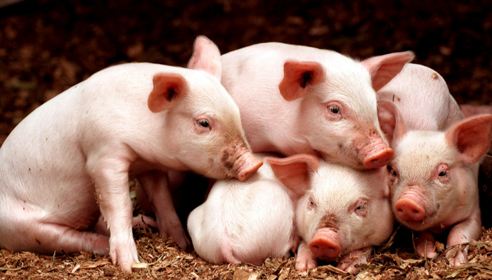 汇添富中证主要消费ETF,消费ETF,中证主要消费交易型开放式指数证券投资基金,159928,159