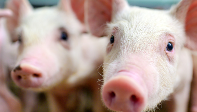 华夏中证农业主题ETF,农业,华夏中证农业主题交易型开放式指数证券投资基金,516810,51681