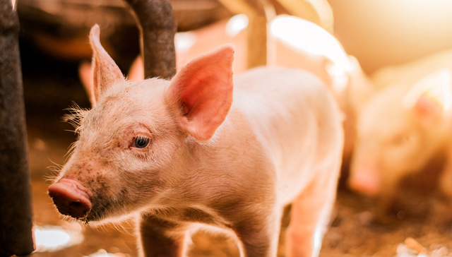 平安中证畜牧养殖ETF,养殖ETF,平安中证畜牧养殖交易型开放式指数证券投资基金,516760,51