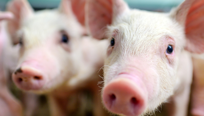 平安中证畜牧养殖ETF,养殖ETF,平安中证畜牧养殖交易型开放式指数证券投资基金,516760,51