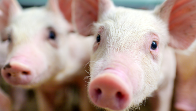 华夏中证农业主题ETF,农业,华夏中证农业主题交易型开放式指数证券投资基金,516810,51681