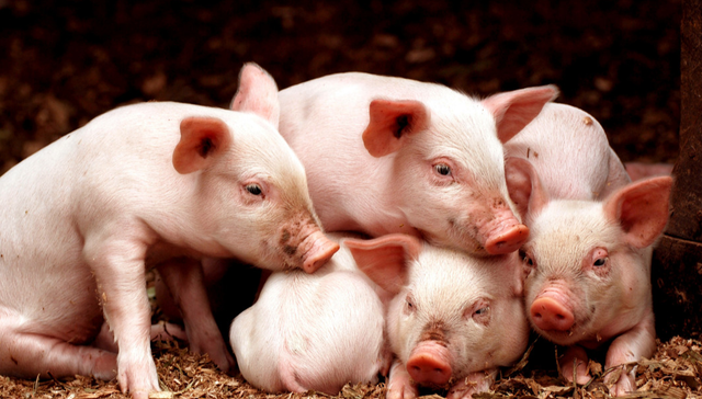 平安中证畜牧养殖ETF,养殖ETF,平安中证畜牧养殖交易型开放式指数证券投资基金,516760,51