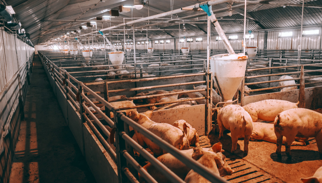 畜牧ETF,鹏华中证畜牧养殖交易型开放式指数证券投资基金,159867,159867.SZ,中证畜牧