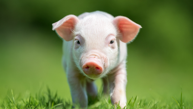 华夏中证农业主题ETF,农业,华夏中证农业主题交易型开放式指数证券投资基金,516810,51681