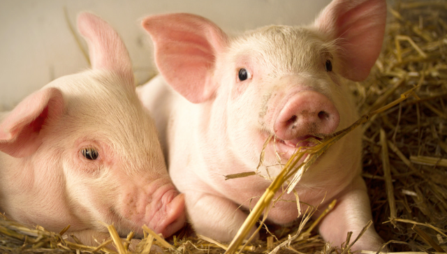 华夏中证农业主题ETF,农业,华夏中证农业主题交易型开放式指数证券投资基金,516810,51681