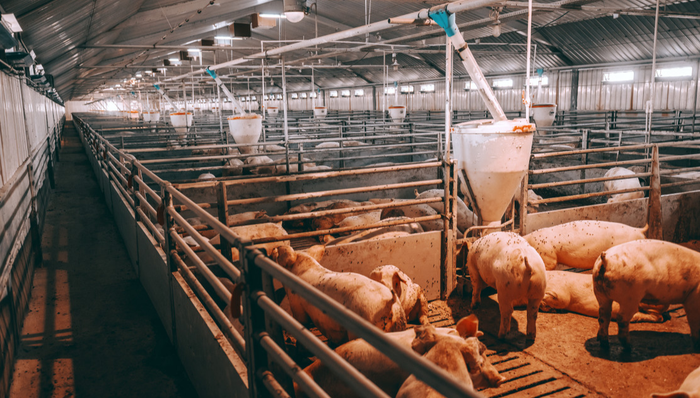 000048.SZ,京基智农,深圳市京基智农时代股份有限公司,KINGKEY,SMART,AGRI,