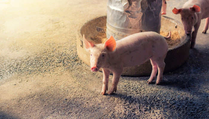 000048.SZ,京基智农,深圳市京基智农时代股份有限公司,KINGKEY,SMART,AGRI,