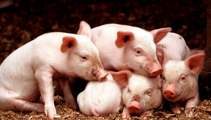 华夏中证农业主题ETF,农业,华夏中证农业主题交易型开放式指数证券投资基金,516810,51681