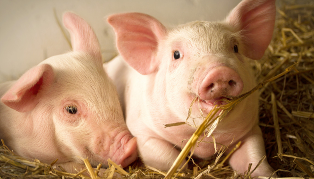 畜牧ETF,鹏华中证畜牧养殖交易型开放式指数证券投资基金,159867,159867.SZ,中证畜牧