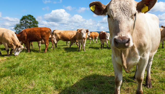 平安中证畜牧养殖ETF,养殖ETF,平安中证畜牧养殖交易型开放式指数证券投资基金,516760,51