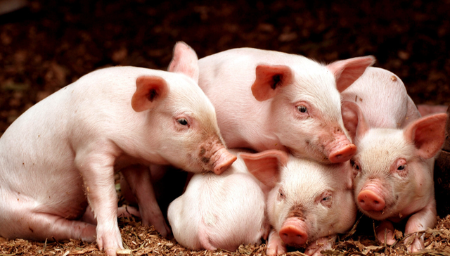 华夏中证农业主题ETF,农业,华夏中证农业主题交易型开放式指数证券投资基金,516810,51681