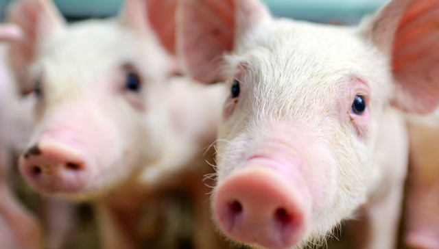 华夏中证农业主题ETF,农业,华夏中证农业主题交易型开放式指数证券投资基金,516810,51681