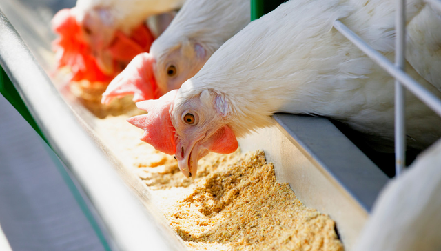 平安中证畜牧养殖ETF,养殖ETF,平安中证畜牧养殖交易型开放式指数证券投资基金,516760,51