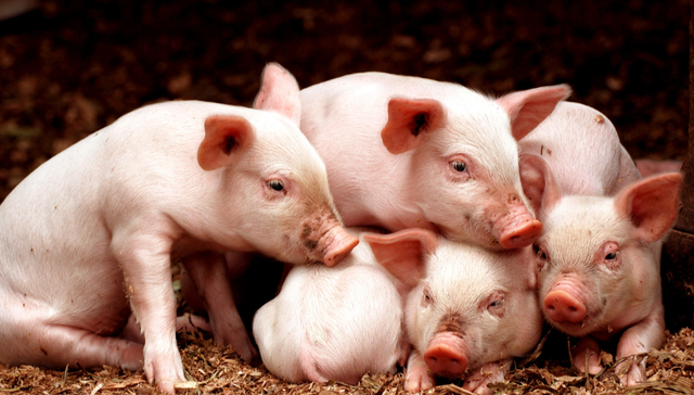 华夏中证农业主题ETF,农业,华夏中证农业主题交易型开放式指数证券投资基金,516810,51681