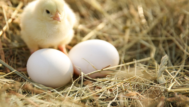 平安中证畜牧养殖ETF,养殖ETF,平安中证畜牧养殖交易型开放式指数证券投资基金,516760,51