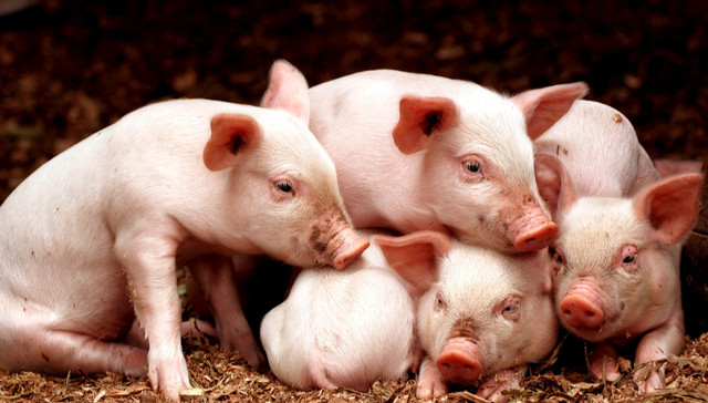 华夏中证农业主题ETF,农业,华夏中证农业主题交易型开放式指数证券投资基金,516810,51681