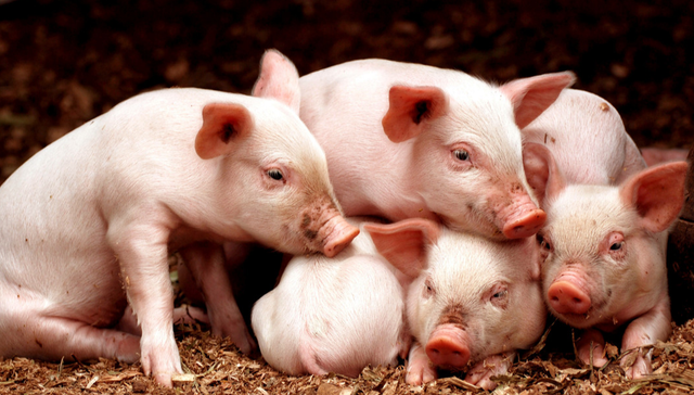 平安中证畜牧养殖ETF,养殖ETF,平安中证畜牧养殖交易型开放式指数证券投资基金,516760,51