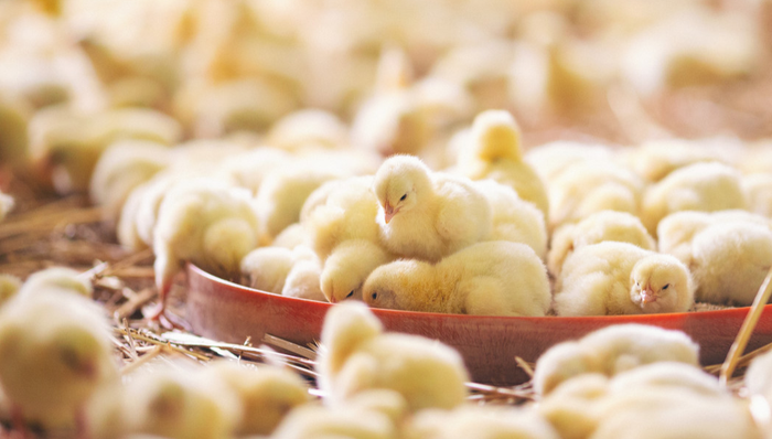 平安中证畜牧养殖ETF,养殖ETF,平安中证畜牧养殖交易型开放式指数证券投资基金,516760,51