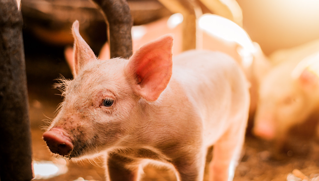 平安中证畜牧养殖ETF,养殖ETF,平安中证畜牧养殖交易型开放式指数证券投资基金,516760,51