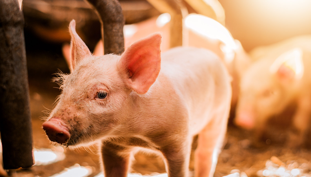 畜牧ETF,鹏华中证畜牧养殖交易型开放式指数证券投资基金,159867,159867.SZ,中证畜牧