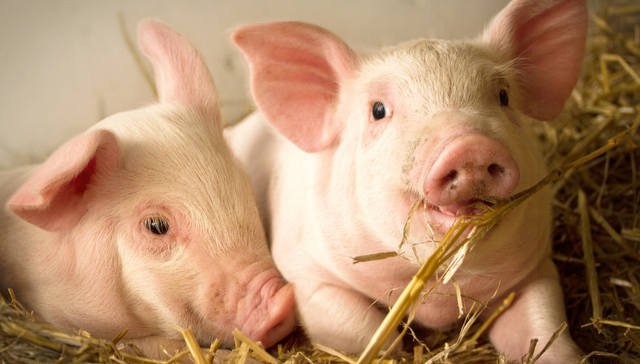 华夏中证农业主题ETF,农业,华夏中证农业主题交易型开放式指数证券投资基金,516810,51681