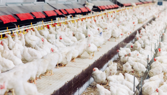 平安中证畜牧养殖ETF,养殖ETF,平安中证畜牧养殖交易型开放式指数证券投资基金,516760,51