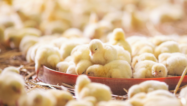 平安中证畜牧养殖ETF,养殖ETF,平安中证畜牧养殖交易型开放式指数证券投资基金,516760,51