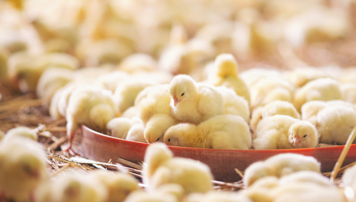 平安中证畜牧养殖ETF,养殖ETF,平安中证畜牧养殖交易型开放式指数证券投资基金,516760,51