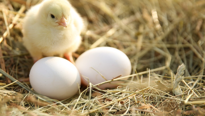 平安中证畜牧养殖ETF,养殖ETF,平安中证畜牧养殖交易型开放式指数证券投资基金,516760,51