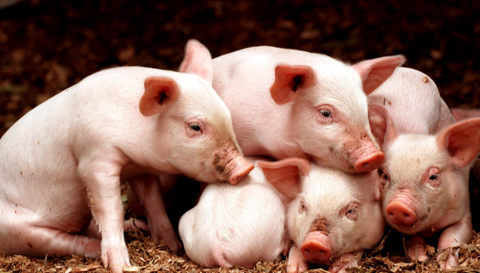 汇添富中证主要消费ETF,消费ETF,中证主要消费交易型开放式指数证券投资基金,159928,159