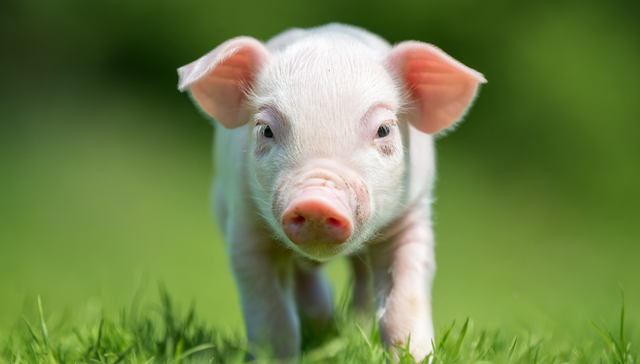 平安中证畜牧养殖ETF,养殖ETF,平安中证畜牧养殖交易型开放式指数证券投资基金,516760,51