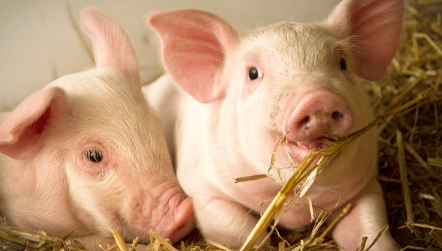 平安中证畜牧养殖ETF,养殖ETF,平安中证畜牧养殖交易型开放式指数证券投资基金,516760,51