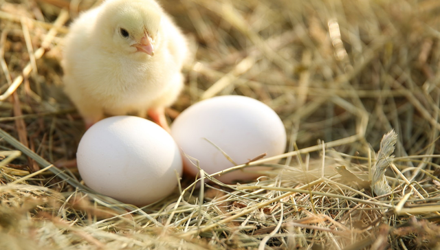 平安中证畜牧养殖ETF,养殖ETF,平安中证畜牧养殖交易型开放式指数证券投资基金,516760,51