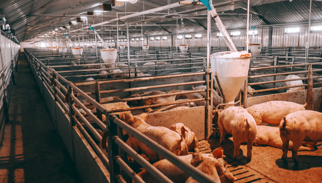 平安中证畜牧养殖ETF,养殖ETF,平安中证畜牧养殖交易型开放式指数证券投资基金,516760,51